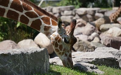 Detroit Zoo