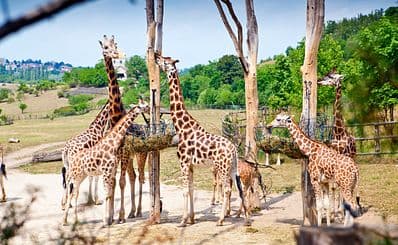 Prague Zoo