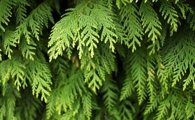Cedar Forest of Alyko