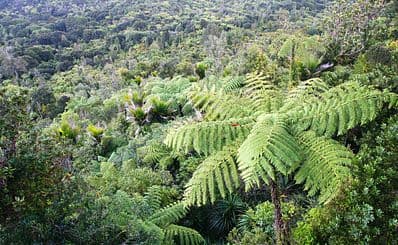 Waitakere Ranges Regional Park