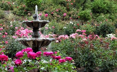 International Rose Test Garden