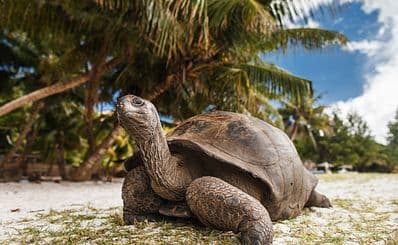 Wildlife Observation