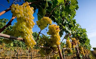 Wine Tasting Tour in the Tuscan Countryside