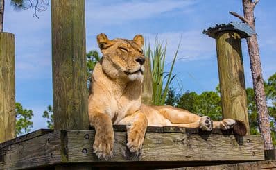 Lion Country Safari