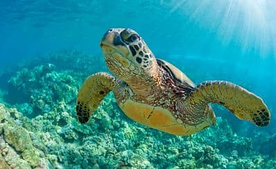 Swimming With Turtles