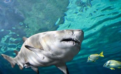 Ripley's Aquarium of Canada
