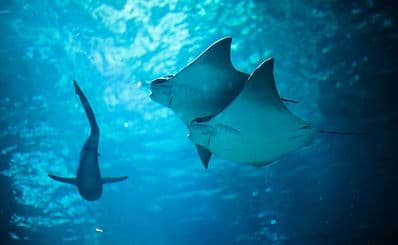 Aquarium of the Bay