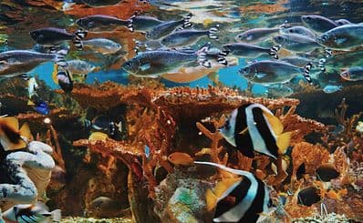 The Westport Aquarium
