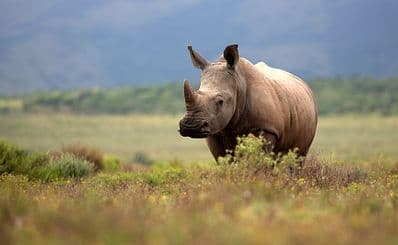 Mosi-oa-Tunya National Park Walking Safaris