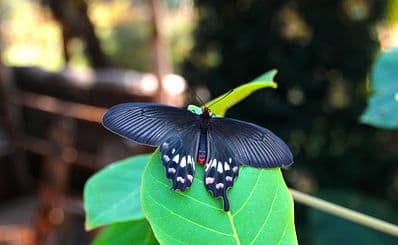 Butterfly Garden