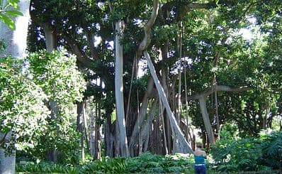 Botanischer Garten in Puerto de la Cruz