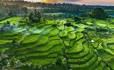Jatiluwih Rice Terraces