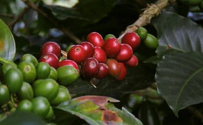 Britt Coffee Tour
