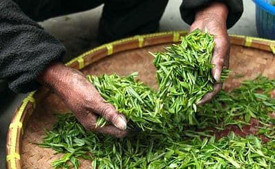 Gorreana Tea Factory
