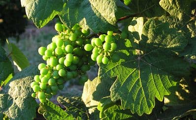 Vineyards