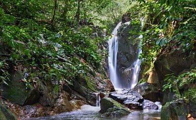Springbrook & Tamborine Rainforest Tour