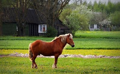 Open-Air Museum of Lithuania