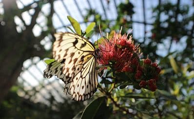 Entopia Butterfly Farm