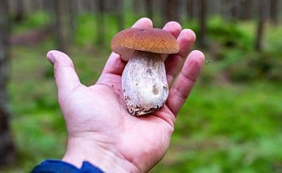 Mushroom Hunting