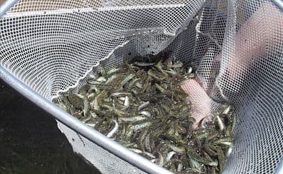 Gaden Trout Hatchery