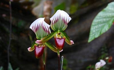 Indian Lands Conservation Area