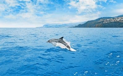 Dolphin and Whale Watching