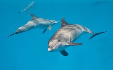 Wild Dolphin Tours