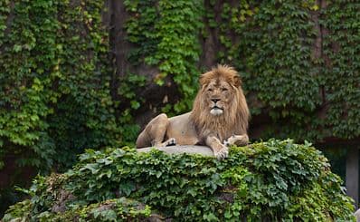 Lincoln Park Zoo