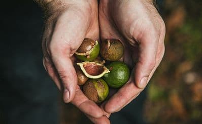 Medowie Macadamias