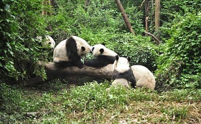 The Chengdu Giant Panda Breeding Research Base / 成都大熊猫基地