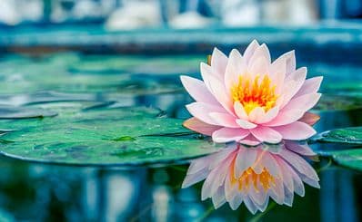 Powell Gardens