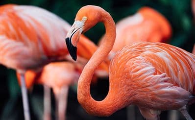 Flamingo Gardens