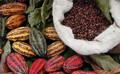 Visit a Chocolate Farm