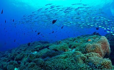 Scuba Diving And Snorkeling Tour
