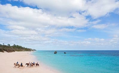 Reggae Horseback