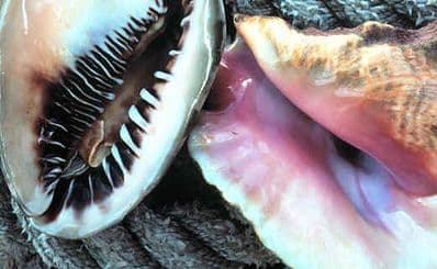 Port Stephens Shell Museum