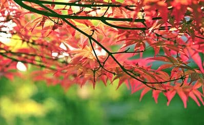 Lafcadio Hearn Japanese Gardens (in Tramore)