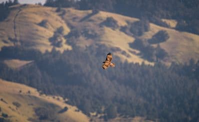 Ramona Grasslands Preserve
