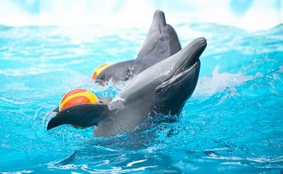 Miami Seaquarium