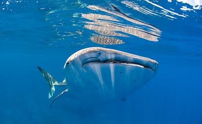 Scuba Diving