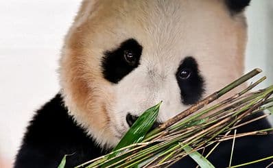 Edinburgh Zoo