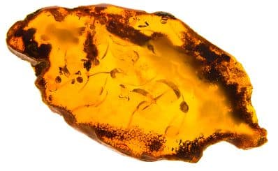 Amber Museum