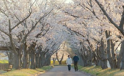 Kema Sakuranomiya Park