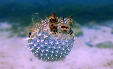 Kelly Tarlton's SEA LIFE Aquarium