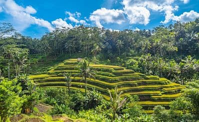 Tegallalang Rice Terrace