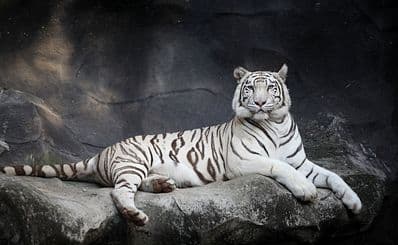 Chimelong Safari Park / 长隆野生动物世界