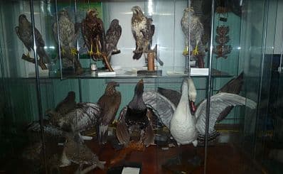 Hunting Museum