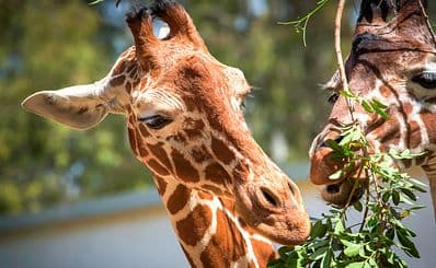 Zoo African Safari