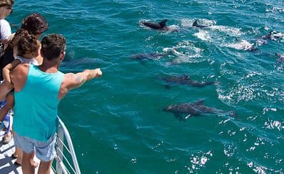 Dolphin Watch Cruises Jervis Bay