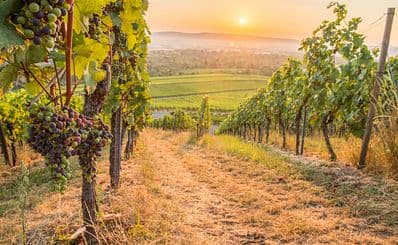 Wine Experience